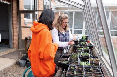 Growing seedlings in the courtyard green house